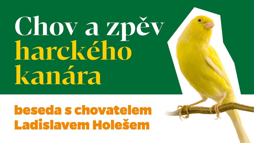 Chov a zpěv harckého kanára