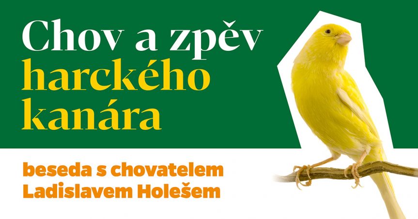 Chov a zpěv harckého kanára